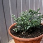 Cypress-evergreen Apollo-conifere