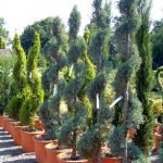 Cypress-evergreen Apollo-conifere