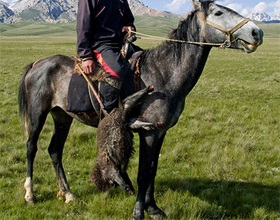 Kirghiz rase de cai caracteristici și descriere, caii mei