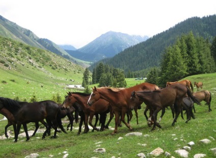 Kirghiz rase de cai caracteristici și descriere, caii mei