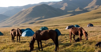Kirghiz rase de cai caracteristici și descriere, caii mei