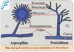 Clasificarea sau taxonomia ciupercilor - carte de referință științifică