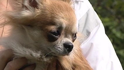 Cool Dog - téma megtekintése - mindent a chihuahua (versek, videók, történetek, anekdoták és t (05-09 Üzenetek) Cool dog - téma megtekintése - minden a chihuahua (versek, videók, történetek, anekdoták és t
