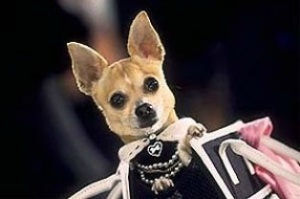 Câine cool - subiect de vizionare - totul despre chihuahua (poezii, videoclipuri, povestiri, anecdote și t