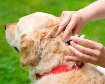 A kullancsok és bolhák a kutyák az alap megelőző intézkedések