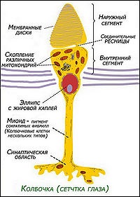 Receptor celular