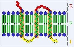 Receptor celular