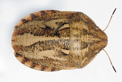 Bedbug broască țestoasă dăunătoare cum să scapi de ea
