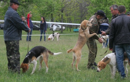 În cazul în care exterior nu este totul, dar este important în Nicolaev a fost expoziția regională de câini de vânătoare - 