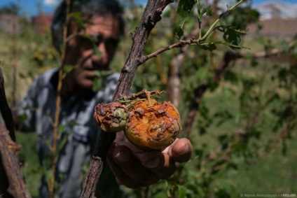 Când după grindină mi-am văzut grădina, m-am gândit că voi muri chiar aici ... 