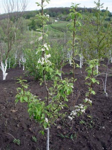 Coloană în formă de pere - feluri de plantare și de îngrijire, tăiere și iernare, comentarii