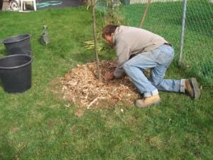 Coloană în formă de pere - feluri de plantare și de îngrijire, tăiere și iernare, comentarii