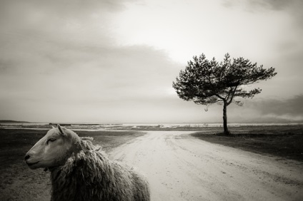 Compoziție în exemple și sfaturi despre fotografii - Fotografii