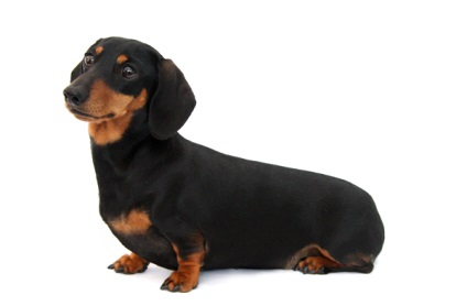 Dachshund hrana pentru câini