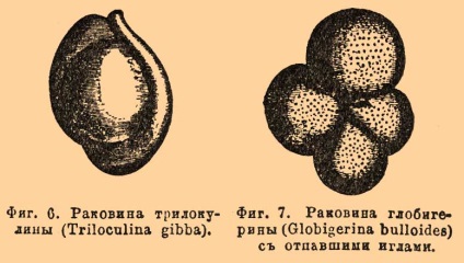 Коренищата - това