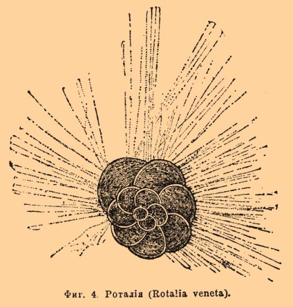 Sunt picioarele rădăcinilor