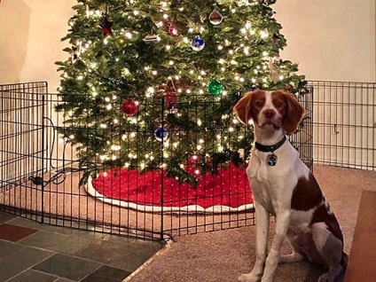 O pisică, un câine și un pom de Crăciun cum să sărbătorim noul an cu animale - societate