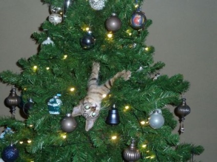 Pisici pe pomul de Crăciun (31 fotografii)