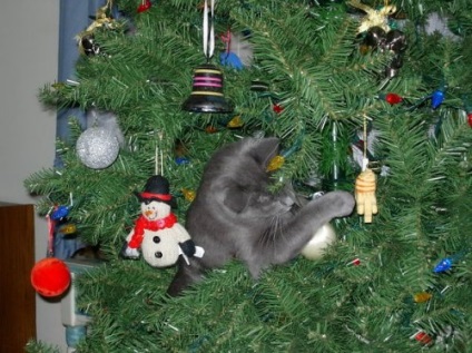 Pisici pe pomul de Crăciun (31 fotografii)