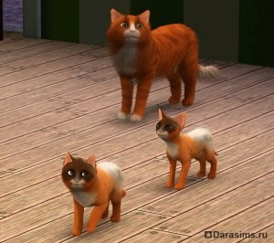 Macskák, macskák és kiscicák a Sims 3 Házi kedvenc
