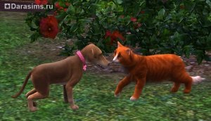 Pisici, pisici și pisoi în sims 3 animale de companie