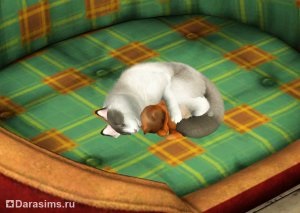 Pisici, pisici și pisoi în sims 3 animale de companie