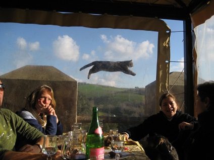 Pisicile care au stricat totul! Top 20 de fotografii amuzante cu întâmplări aleatorii în cadrul pisicilor