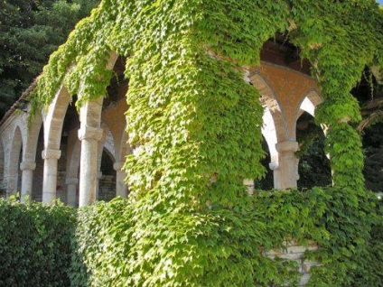 Frumoase plante perene de alpinism în grădină