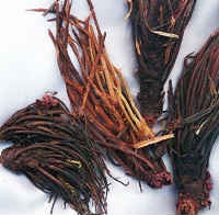 Pensulă roșie - proprietăți medicinale și contraindicații, utilizare pentru femei