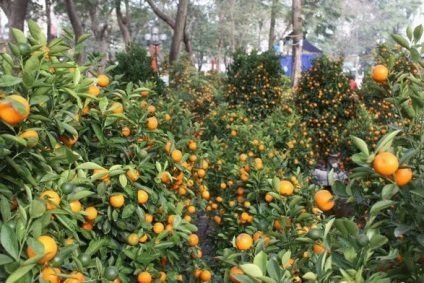 Kumquat - proprietăți utile de fructe, o fotografie de kumquat