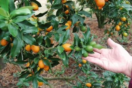 Kumquat - proprietăți utile de fructe, o fotografie de kumquat