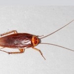 Mâncând gândacii și cum să scapi de mușcături pe corp