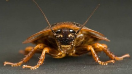 Mâncând gândacii și cum să scapi de mușcături pe corp