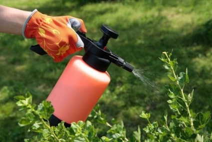 Tratamentul de vară al grădinii cu preparate biologice împotriva dăunătorilor