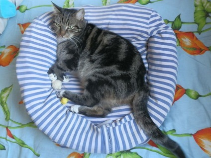 Lounger pentru o pisica cu mainile proprii - frumusete si confort - blog clinica veterinara - belant
