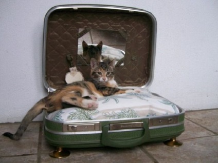 Ágyak macskáknak saját kezűleg - a szépség és a kényelem - blog állatorvosok - belanta