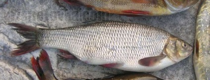 Pescuitul pentru selectarea feederului de tachelaj optim, momeală și momeală