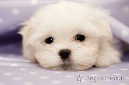 Malteză Bolognese, Maltese Puppy Education