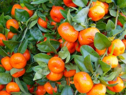 Mandarinul de la un os la domiciliu, cultivând un mandarin și îngrijindu-l într-o seră