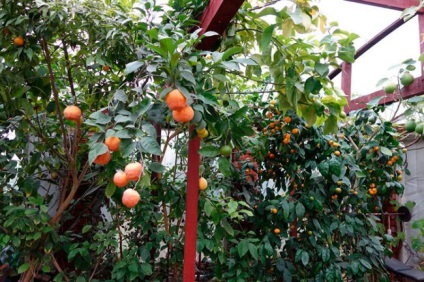 Mandarinul de la un os la domiciliu, cultivând un mandarin și îngrijindu-l într-o seră