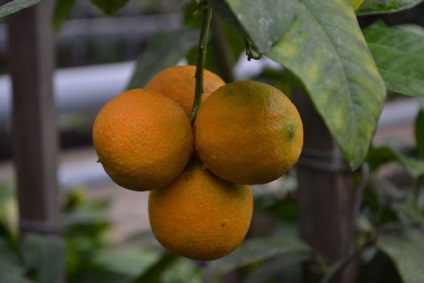 Mandarinul de la un os la domiciliu, cultivând un mandarin și îngrijindu-l într-o seră