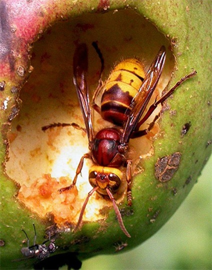 Uterul de la corn - ciclul de viață și fapte interesante