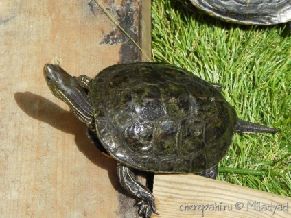 Mauremys caspica (broasca testoasa caspica) - totul despre broaste testoase si pentru broaste testoase