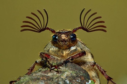 Chafer - leírás, típusú, fotó, ahol él, mit eszik