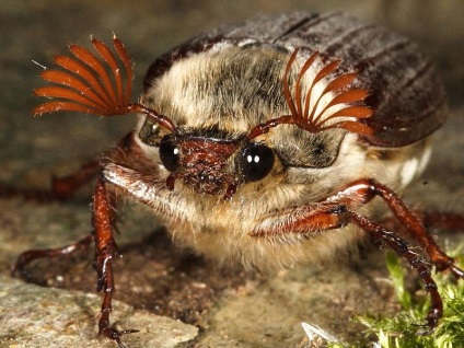 Fie gândac - descriere, specie, fotografie, unde trăiește, ce se hrănește