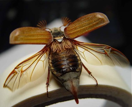 Fie gândac - descriere, specie, fotografie, unde trăiește, ce se hrănește