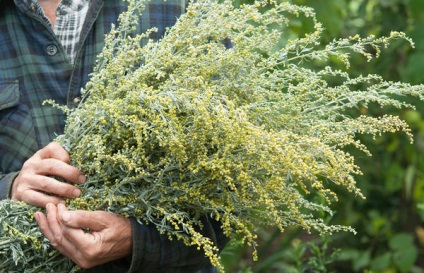 Artemisia miticească