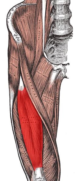 Mușchii funcției și structurii șoldului