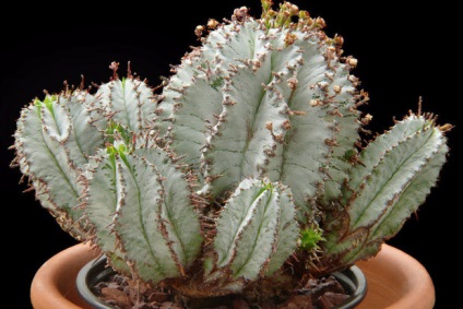 Kutyatej Euphorbia leírás, illetve népszerű típusú (fotók és nevek)