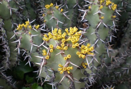 Kutyatej Euphorbia leírás, illetve népszerű típusú (fotók és nevek)